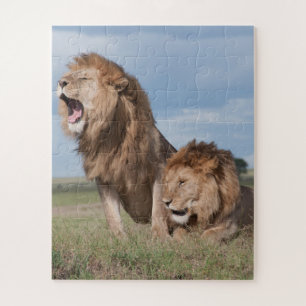 Lazy Lion Brothers on Savannah Puzzle