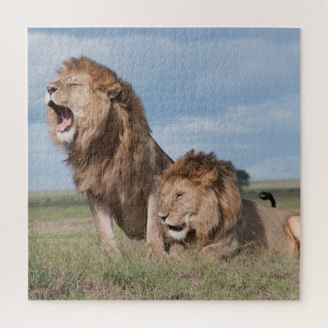 Lazy Lion Brothers on Savannah Puzzle (Vertikal)