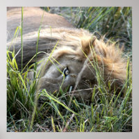 Lazy Lion