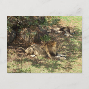 Lazy Lions Postkarte