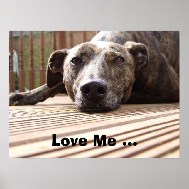 Lazy Lurcher Poster (Vorne)