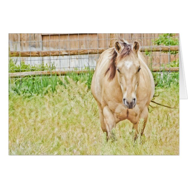 Lazy Morning (Vorderseite (Horizontal))