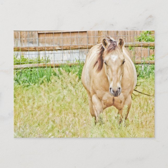 Lazy Morning Postkarte (Vorderseite)