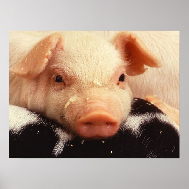 Lazy Piglet Poster (Vorne)