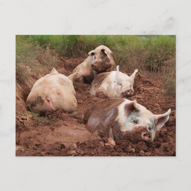 Lazy Pigs in Mud Postcard Postkarte (Vorderseite)