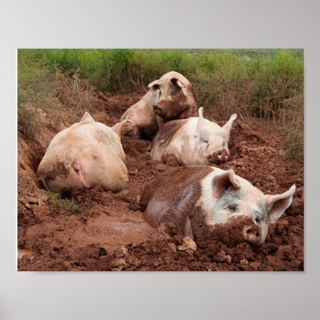 Lazy Pigs in Mud Poster (Vorne)