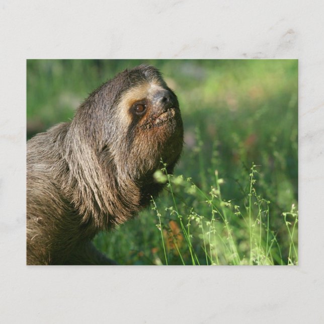 Lazy Sloth Postcard Postkarte (Vorderseite)