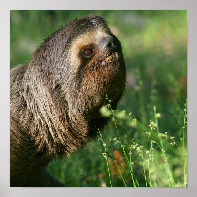 Lazy Sloth Poster (Vorne)