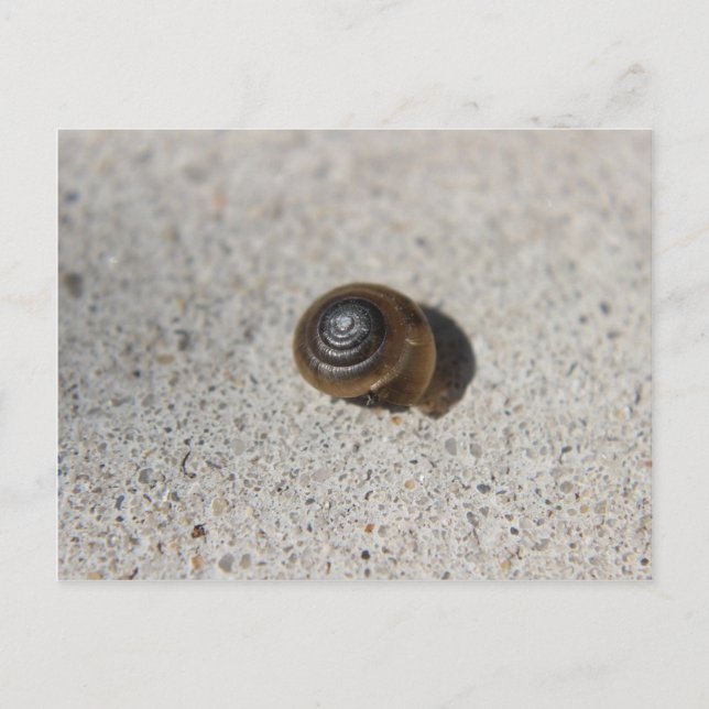 Lazy Snail Postkarte (Vorderseite)