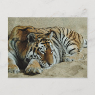 Lazy Tiger Atemberaubend Big Cat Foto Postkarte