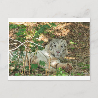 Lazy White Tiger Postkarte