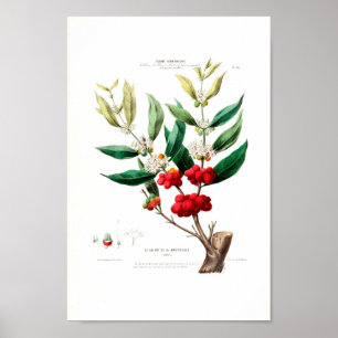 Le Cafier Martinique Red Berries White Petals Poster
