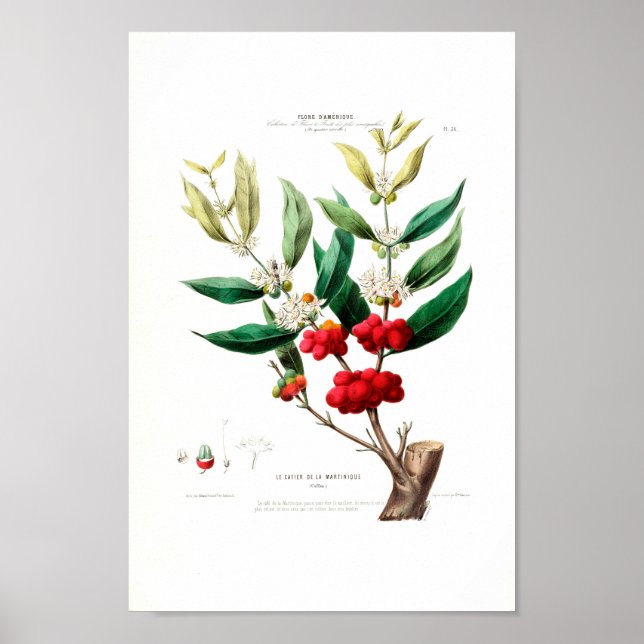 Le Cafier Martinique Red Berries White Petals Poster (Vorne)