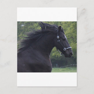 LE FRISON LA PERLE NOIRE POSTKARTE