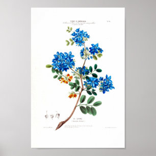 Le Gayac Vintag Botanical Blue Petals Floral Amer Poster