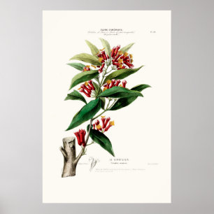 Le Giroflier Red Clove Amerique Botanical Poster