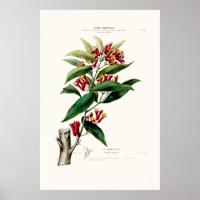 Le Giroflier Red Clove Amerique Botanical Poster (Vorne)
