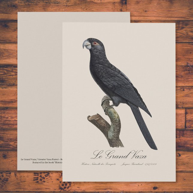 Le Grand Vaza / Greater Vasa Parrot Dankeskarte (Greater Vasa Parrot, Coracopsis Vasa Illustration. Thank You Card)