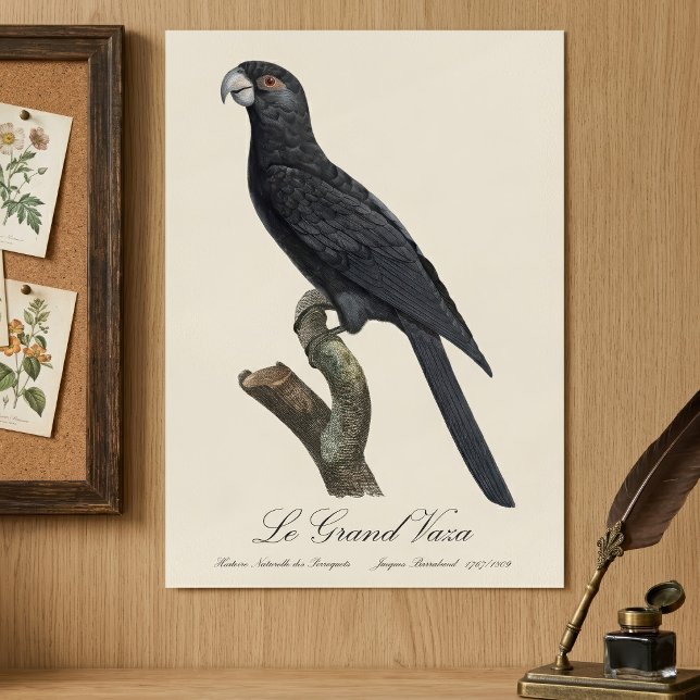 Le Grand Vaza / Greater Vasa Parrot Poster (Greater Vasa Parrot, Coracopsis Vasa Illustration. Poster)