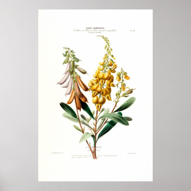 Le Jouet Golden Yellow Botanic Floral Amerique Poster (Vorne)