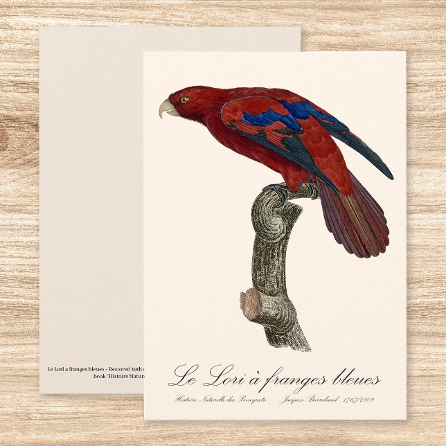 Le Lori a franges bleues Dankeskarte (Long-Tailed Red Lory, Trichoglossus borneus. Thank You Card)