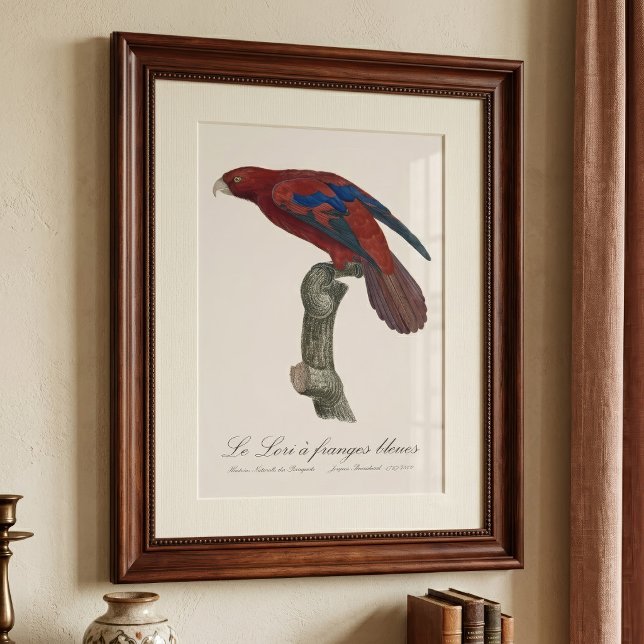 Le Lori a franges bleues Fotodruck (Long-Tailed Red Lory, Trichoglossus borneus. Photo Print)