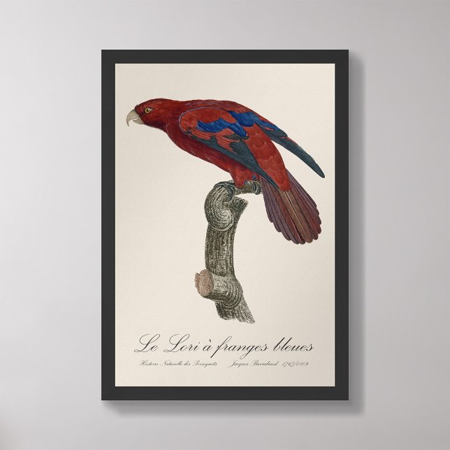 Le Lori a franges bleues Fotodruck (Von Creator hochgeladen)