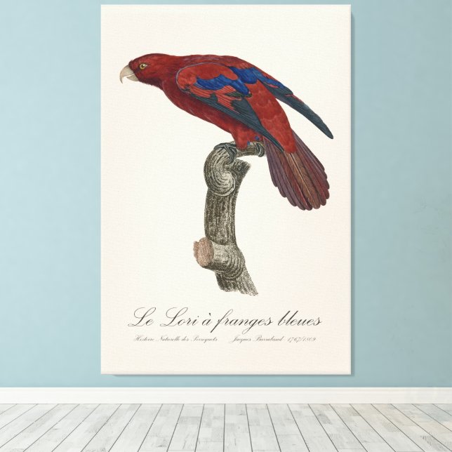 Le Lori a franges bleues Leinwanddruck (Insitu (Holzboden))