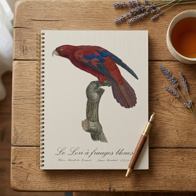 Le Lori a franges bleues Planer (Long-Tailed Red Lory, Trichoglossus borneus. Planner )