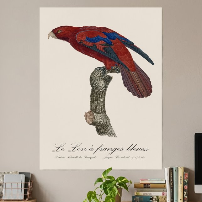 Le Lori a franges bleues Poster (Long-Tailed Red Lory, Trichoglossus borneus. Poster)