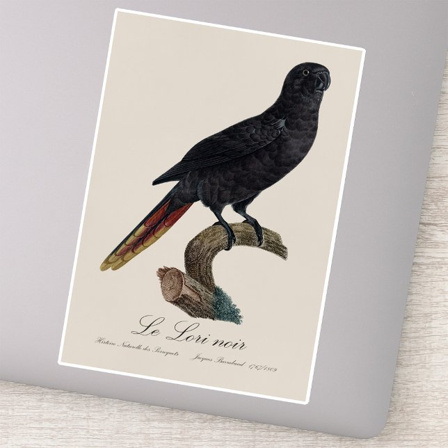 Le Lori noir / Black Lory Aufkleber (Black Lory or Red-Quilled Lory, Chalcopsitta atra. Sticker)