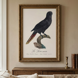 Le Lori noir / Black Lory Fotodruck
