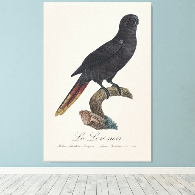 Le Lori noir / Black Lory Leinwanddruck (Insitu (Holzboden))