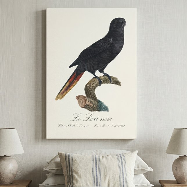 Le Lori noir / Black Lory Leinwanddruck (Black Lory or Red-Quilled Lory, Chalcopsitta atra. Canvas Print)