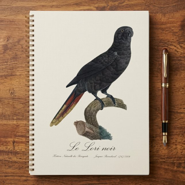 Le Lori noir / Black Lory Planer (Black Lory or Red-Quilled Lory, Chalcopsitta atra. Planner )