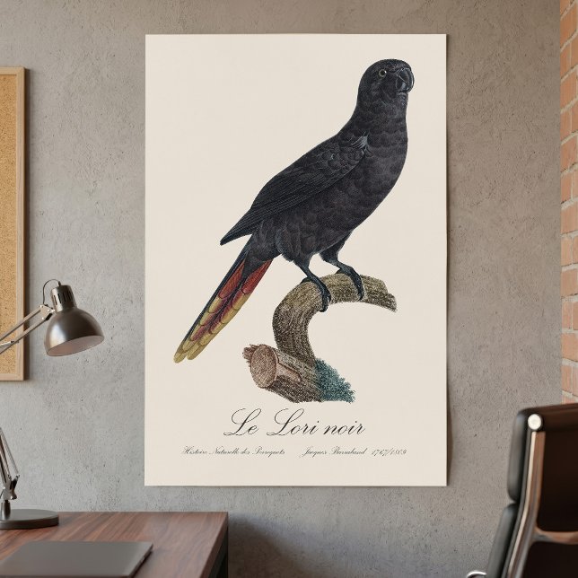 Le Lori noir / Black Lory Poster (Black Lory or Red-Quilled Lory, Chalcopsitta atra. Poster )