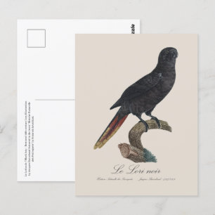 Le Lori noir / Black Lory Postkarte