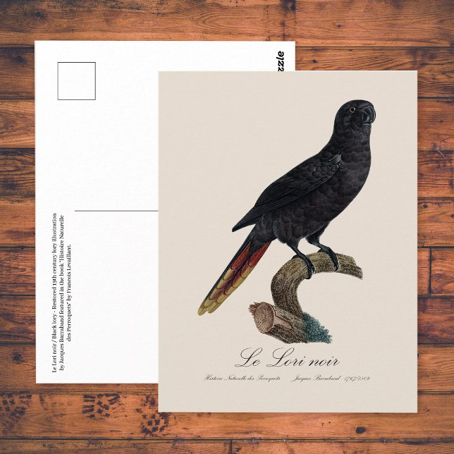 Le Lori noir / Black Lory Postkarte (Black Lory or Red-Quilled Lory, Chalcopsitta atra. Postcard)