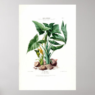 Le Malanga Vintag Botanical Flore D Amerique Poster