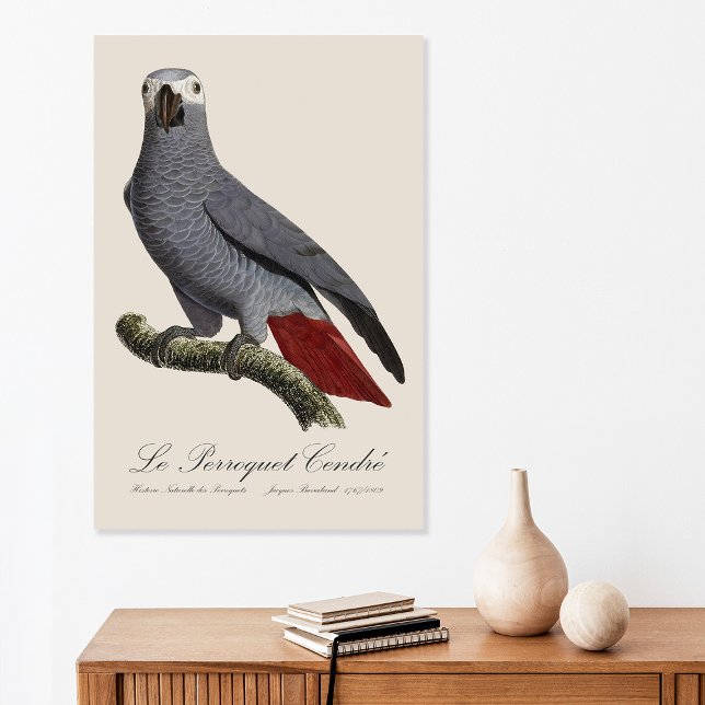 Le Perroquet Cendre - Illustration aus dem 19. Jah Poster (Le Perroquet Cendre - 19th century illustration. Poster)