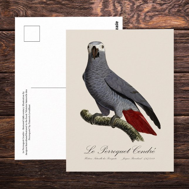 Le Perroquet Cendre - Illustration aus dem 19. Jah Postkarte (Le Perroquet Cendre - 19th century illustration. Postcard)