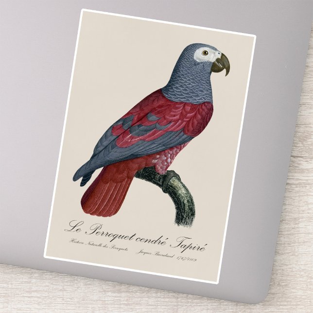 Le Perroquet cendre Tapire Aufkleber (African Grey Parrot Red Factor Psittacus Erithacus. Sticker)