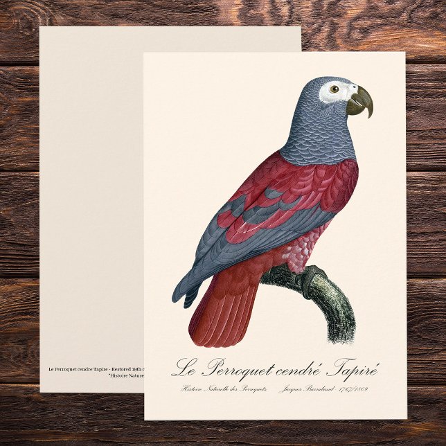 Le Perroquet cendre Tapire Dankeskarte (African Grey Parrot Red Factor Psittacus Erithacus. Thank You Card )