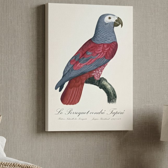 Le Perroquet cendre Tapire Leinwanddruck (African Grey Parrot Red Factor Psittacus Erithacus. Canvas Print)