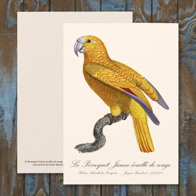 Le Perroquet Jaune ecaille de rouge Dankeskarte (Le Perroquet Jaune ecaille de rouge. Thank You Card)