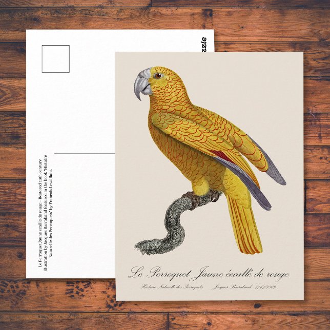 Le Perroquet Jaune ecaille de rouge Postkarte (Le Perroquet Jaune ecaille de rouge. Postcard)