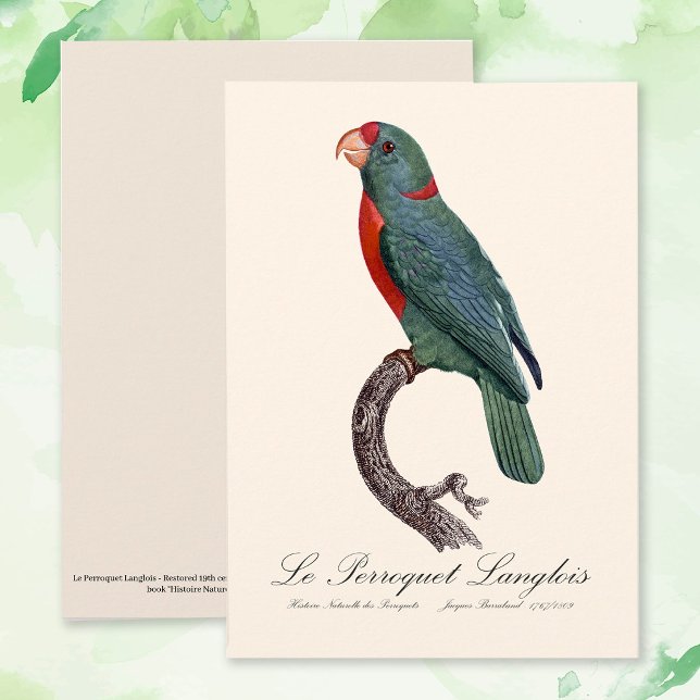 Le Perroquet Langlois Dankeskarte (Le Perroquet Langlois by Jacques Barraband. Thank You Card)