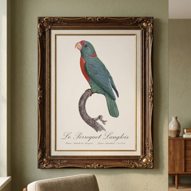 Le Perroquet Langlois Fotodruck (Le Perroquet Langlois by Jacques Barraband. Photo Print)