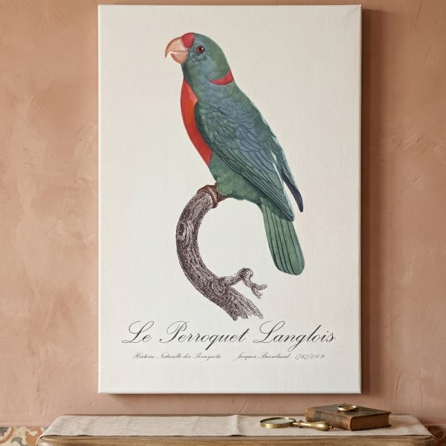Le Perroquet Langlois Leinwanddruck (Le Perroquet Langlois by Jacques Barraband. Canvas Print)