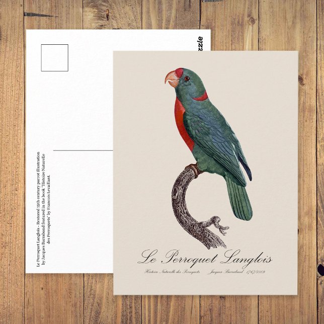 Le Perroquet Langlois Postkarte (Le Perroquet Langlois by Jacques Barraband. Postcard)